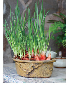 阳台种葱为什么那么细,需要采取什么措施吗?-